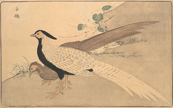 Bai xian, 1789. Creator: Kitao Masayoshi