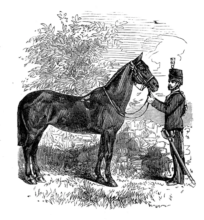 Framed Print : The Balaclava Mare, presented to Her Majesty, 1873. Creator: Unknown Framed Print : The Balaclava Mare, presented to Her Majesty, 1873. Creator: Unknown