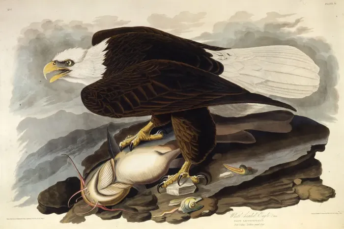 Framed Print : The bald eagle. From The Birds of America, 1827-1838. Creator: Audubon Framed Print : The bald eagle. From The Birds of America, 1827-1838. Creator: Audubon