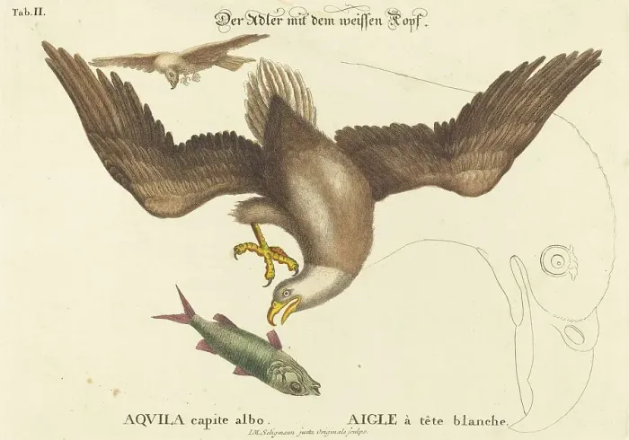 Framed Print : The Bald Eagle (Falco leucocephalus), probably 1743 / 1762. Creator: Johann Michael Seligmann Framed Print : The Bald Eagle (Falco leucocephalus), probably 1743 / 1762. Creator: Johann Michael Seligmann