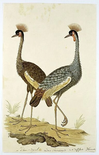 Balearica regulorum (Grey crowned crane), 1777-1786. Creator: Robert Jacob Gordon