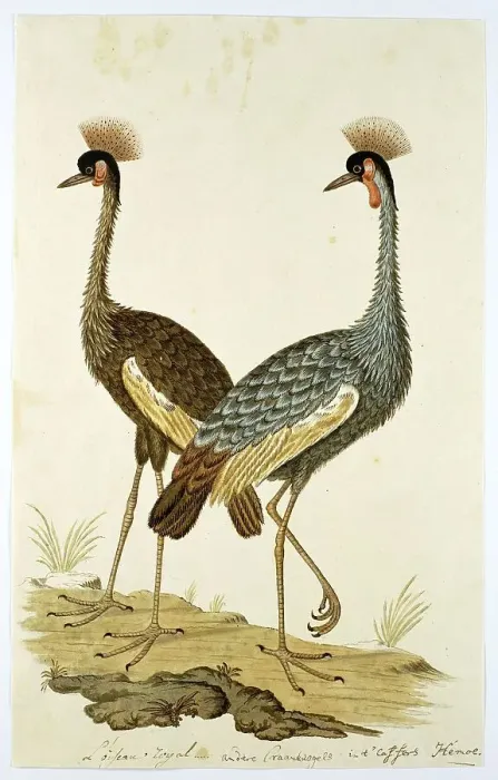 Framed Print : Balearica regulorum (Grey crowned crane), 1777-1786. Creator: Robert Jacob Gordon Framed Print : Balearica regulorum (Grey crowned crane), 1777-1786. Creator: Robert Jacob Gordon