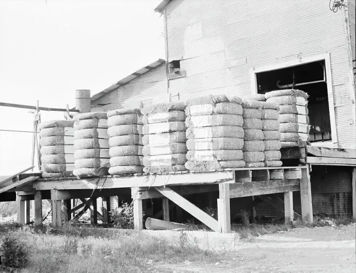 Framed Print : Bales of cotton on gin platform, Robstown, Texas, 1936. Creator: Dorothea Lange Framed Print : Bales of cotton on gin platform, Robstown, Texas, 1936. Creator: Dorothea Lange