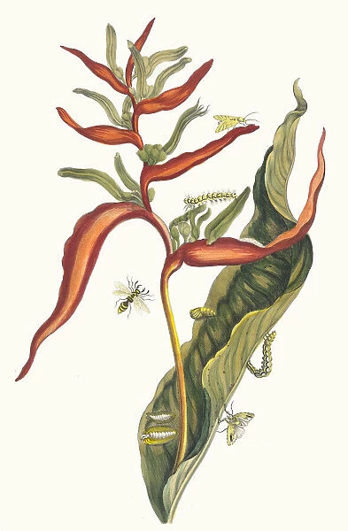 Ballia. From the Book Metamorphosis insectorum Surinamensium, 1705