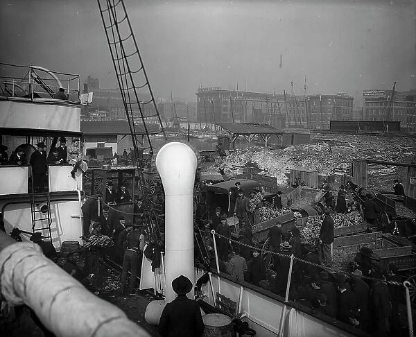 Baltimore, Maryland, unloading banana steamer, between 1890 and 1906. Creator: Unknown