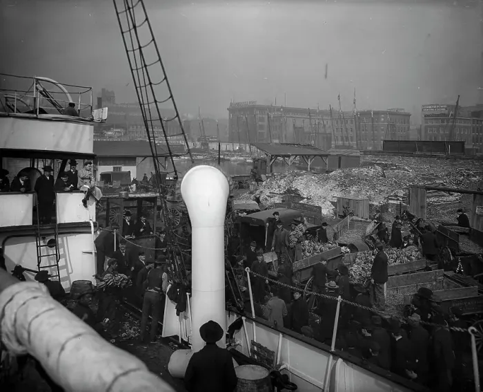 Framed Print : Baltimore, Maryland, unloading banana steamer, between 1890 and 1906. Creator: Unknown Framed Print : Baltimore, Maryland, unloading banana steamer, between 1890 and 1906. Creator: Unknown