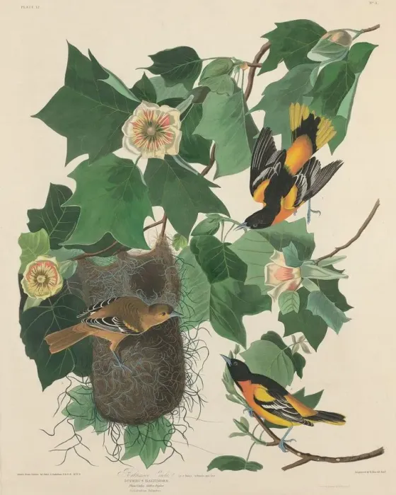 Framed Print : Baltimore Oriole, 1827. Creator: Robert Havell Framed Print : Baltimore Oriole, 1827. Creator: Robert Havell