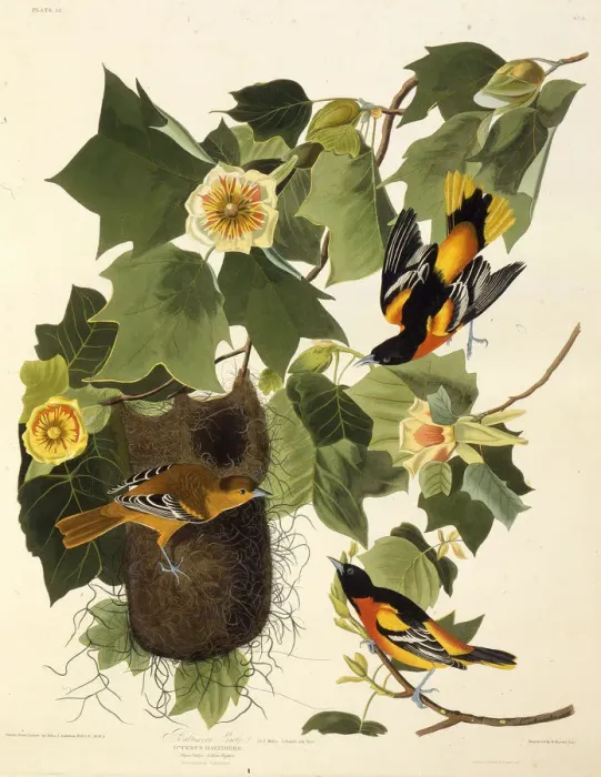 Framed Print : The Baltimore oriole. From The Birds of America, 1827-1838. Creator: Audubon Framed Print : The Baltimore oriole. From The Birds of America, 1827-1838. Creator: Audubon