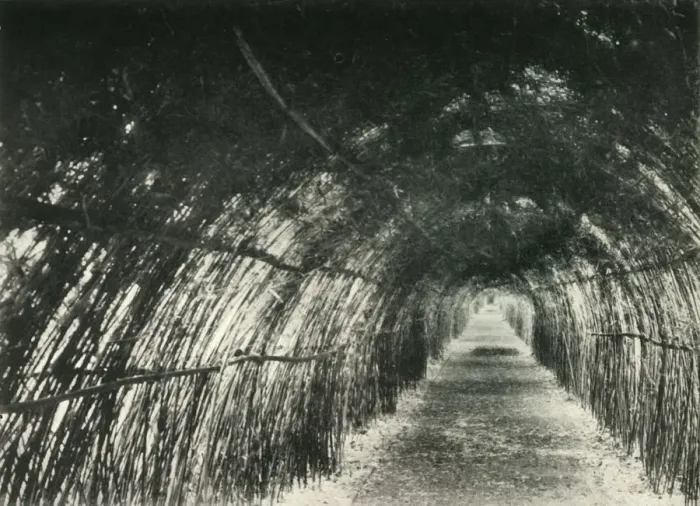 Framed Print : Bamboo Avenue at Barrackpore, 1904, (1925). Creator: Unknown Framed Print : Bamboo Avenue at Barrackpore, 1904, (1925). Creator: Unknown