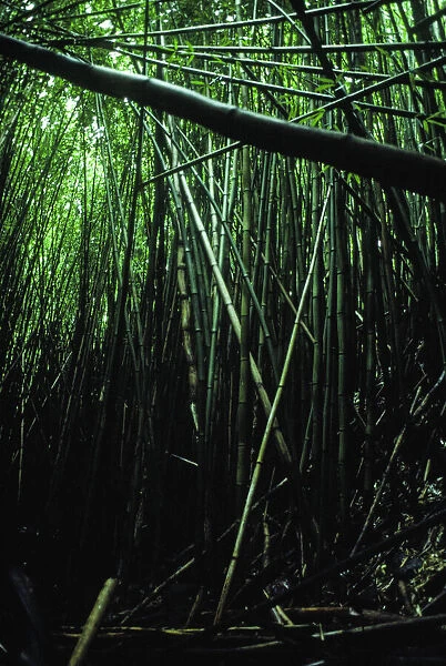 Bamboo Forest. Creator: Robert Manno