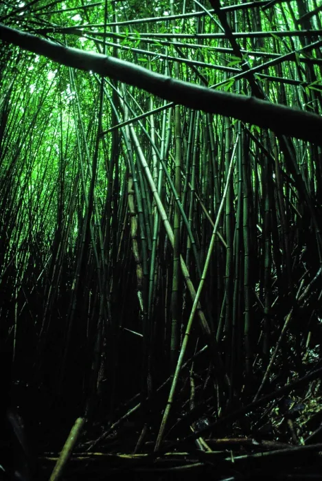 Framed Print : Bamboo Forest. Creator: Robert Manno Framed Print : Bamboo Forest. Creator: Robert Manno