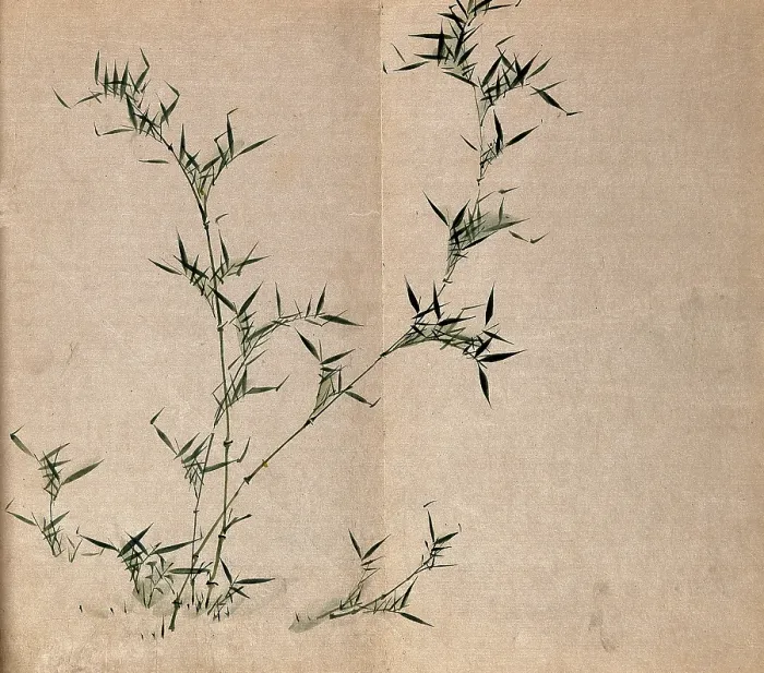 Framed Print : A bamboo plant: leafy stems, c19th century. Creator: Unknown Framed Print : A bamboo plant: leafy stems, c19th century. Creator: Unknown
