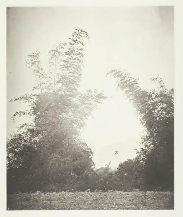 Framed Print : Bamboos at Baksa, Formosa, c. 1868. Creator: John Thomson Framed Print : Bamboos at Baksa, Formosa, c. 1868. Creator: John Thomson