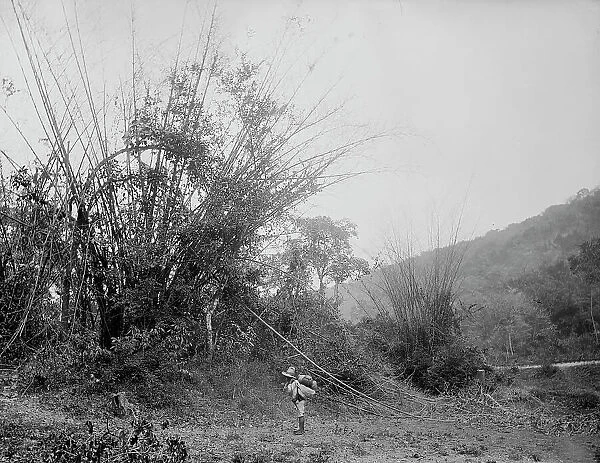 Bamboos on the Temasopa [sic], between 1880 and 1897. Creator: William H. Jackson