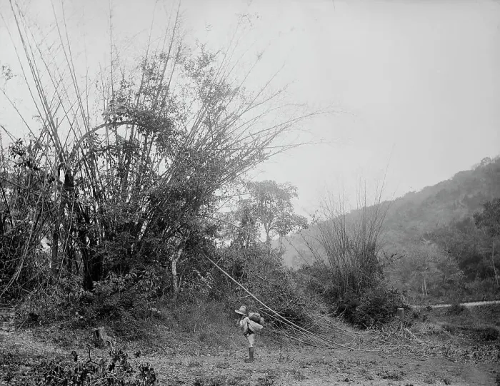 Framed Print : Bamboos on the Temasopa [sic], between 1880 and 1897. Creator: William H. Jackson