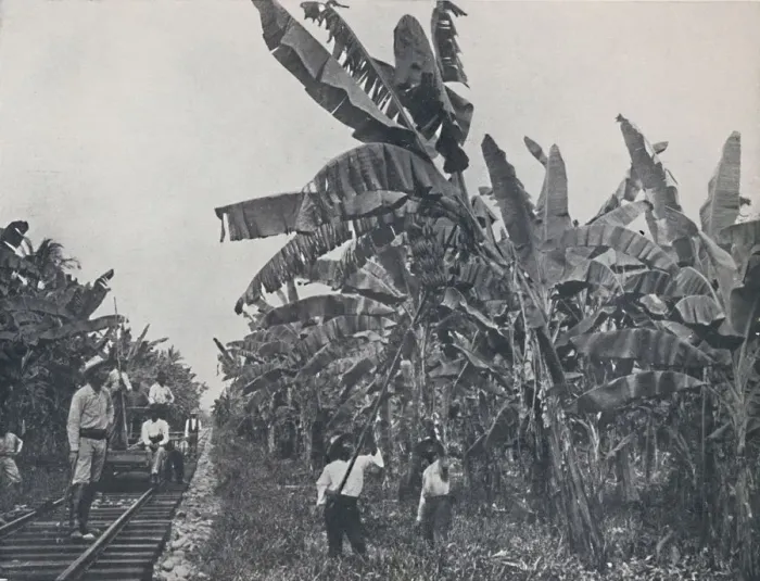 Framed Print : Banana Plantation, 1924 Framed Print : Banana Plantation, 1924