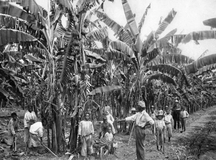 Framed Print : Banana plantation, Jamaica, c1905. Artist: Adolphe Duperly & Son Framed Print : Banana plantation, Jamaica, c1905. Artist: Adolphe Duperly & Son