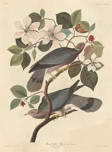 Band-tailed Pigeon, 1837. Creator: Robert Havell