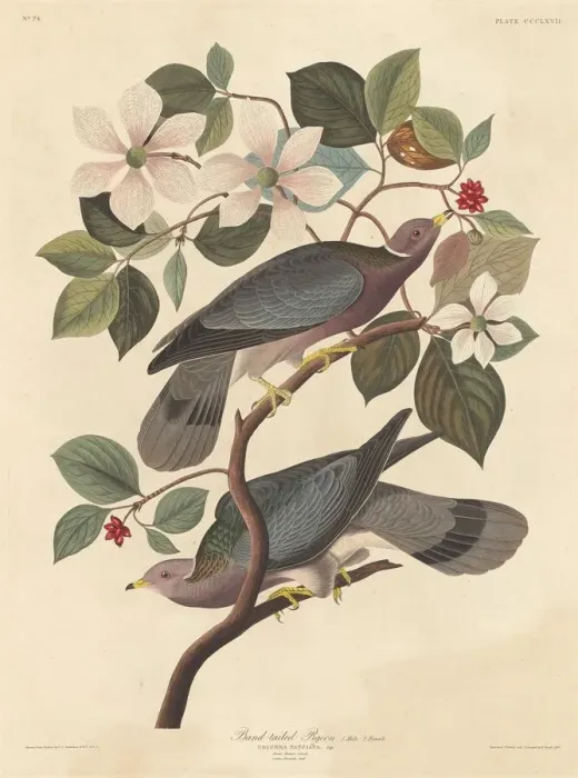 Framed Print : Band-tailed Pigeon, 1837. Creator: Robert Havell Framed Print : Band-tailed Pigeon, 1837. Creator: Robert Havell