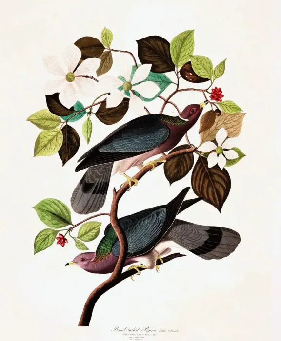 Framed Print : Band Tailed Pigeon, Columba Fasciata, 1845 Framed Print : Band Tailed Pigeon, Columba Fasciata, 1845