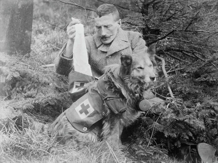 Framed Print : Bandages from kit of British Dog, between 1914 and c1915. Creator: Bain News Service Framed Print : Bandages from kit of British Dog, between 1914 and c1915. Creator: Bain News Service