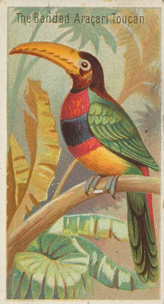 The Banded Aracari Toucan, from the Birds of the Tropics series (N5) for Allen &