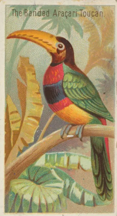Framed Print : The Banded Aracari Toucan, from the Birds of the Tropics series (N5) for Allen & Framed Print : The Banded Aracari Toucan, from the Birds of the Tropics series (N5) for Allen &