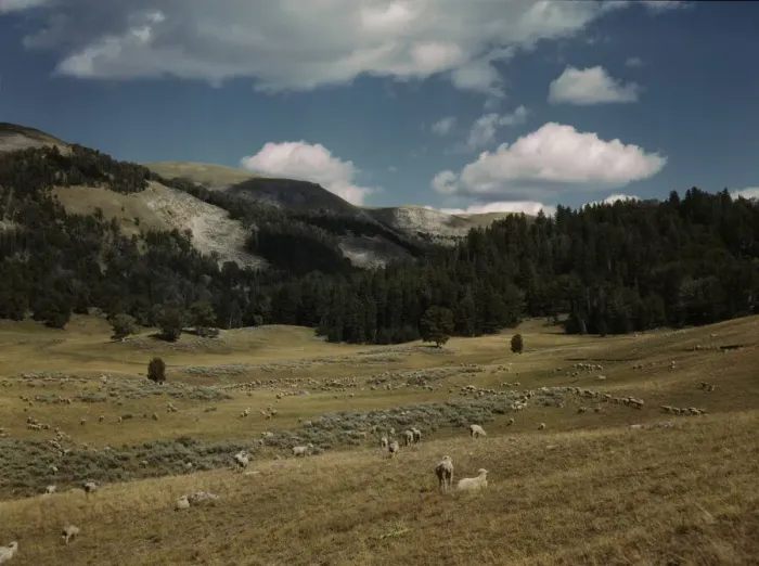 Framed Print : Bands of sheep on the Gravelly Range at the foot of Black Butte, Madison County, Montana, 1942. Creator: Russell Lee Framed Print : Bands of sheep on the Gravelly Range at the foot of Black Butte, Madison County, Montana, 1942. Creator: Russell Lee