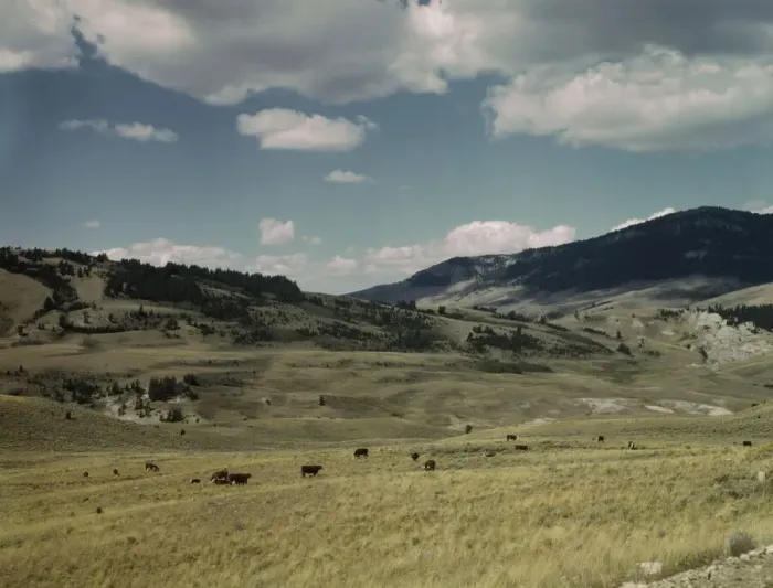 Framed Print : Bands of sheep on the Gravelly Range at the foot of Black Butte, Madison County, Montana, 1942. Creator: Russell Lee