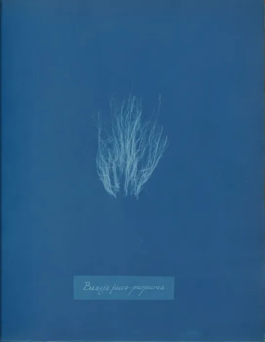 Framed Print : Bangia fusco-purpurea, ca. 1853. Creator: Anna Atkins Framed Print : Bangia fusco-purpurea, ca. 1853. Creator: Anna Atkins