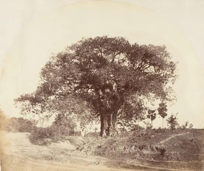 Framed Print : [Banian Tree], 1850s. Creator: Captain R. B. Hill