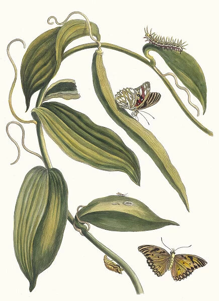 Banille. From the Book Metamorphosis insectorum Surinamensium, 1705