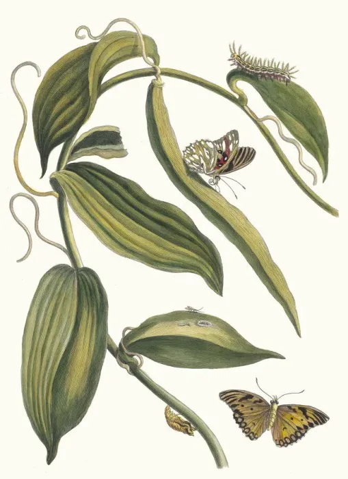 Framed Print : Banille. From the Book Metamorphosis insectorum Surinamensium, 1705 Framed Print : Banille. From the Book Metamorphosis insectorum Surinamensium, 1705