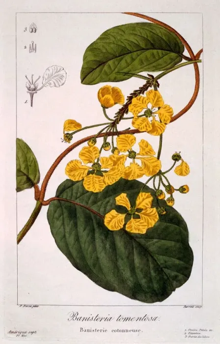 Framed Print : Banisteria: B. tormentosa, pub. 1836. Creator: Panacre Bessa (1772-1846) Framed Print : Banisteria: B. tormentosa, pub. 1836. Creator: Panacre Bessa (1772-1846)