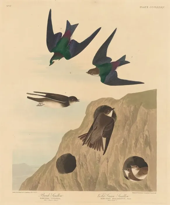 Framed Print : Bank Swallow and Violet-green Swallow, 1837. Creator: Robert Havell Framed Print : Bank Swallow and Violet-green Swallow, 1837. Creator: Robert Havell