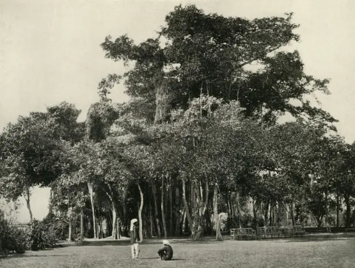 Framed Print : The Banyan Tree, Barrackpore, 1870, (1925). Creator: Unknown Framed Print : The Banyan Tree, Barrackpore, 1870, (1925). Creator: Unknown