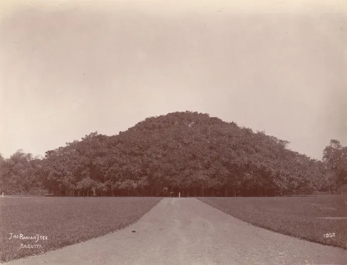 Framed Print : The Banyan Tree, Calcutta, 1860s-70s. Creator: Unknown Framed Print : The Banyan Tree, Calcutta, 1860s-70s. Creator: Unknown