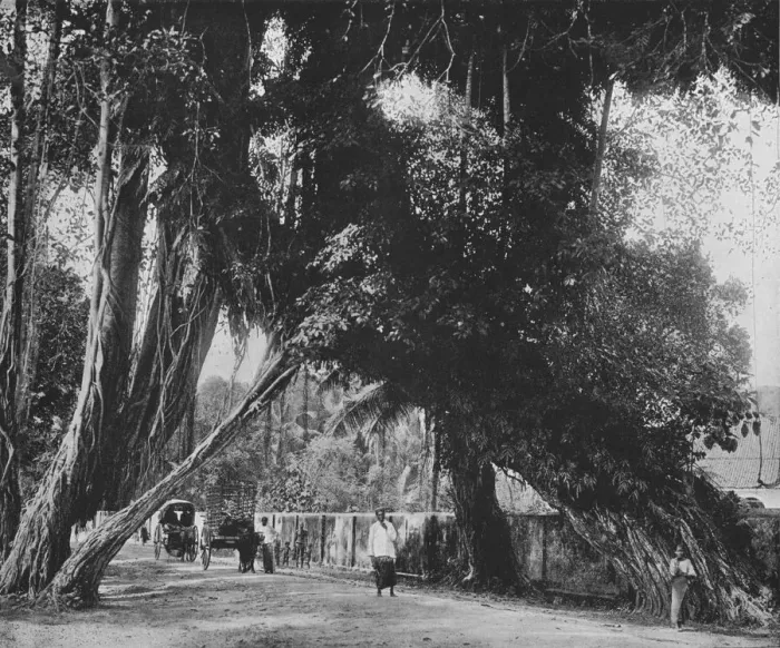 Framed Print : Banyan Tree at Kalutara, c1890, (1910). Artist: Alfred William Amandus Plate Framed Print : Banyan Tree at Kalutara, c1890, (1910). Artist: Alfred William Amandus Plate