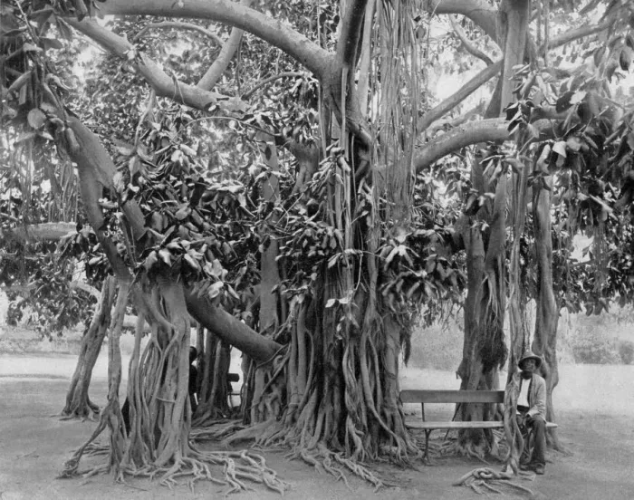 Framed Print : Banyan tree, Kingston Park, Jamaica, c1905. Artist: Adolphe Duperly & Son Framed Print : Banyan tree, Kingston Park, Jamaica, c1905. Artist: Adolphe Duperly & Son