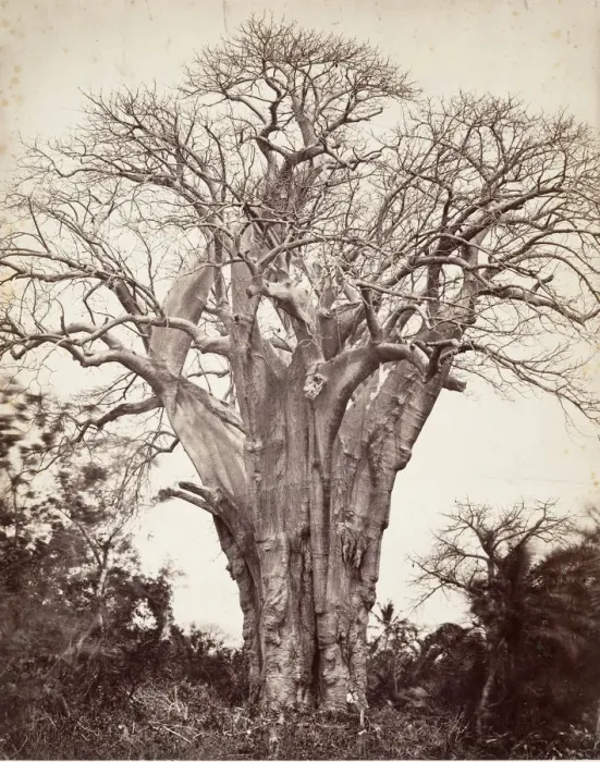 Framed Print : Baobab a Moheli, 1863. Creator: Desire Charnay Framed Print : Baobab a Moheli, 1863. Creator: Desire Charnay