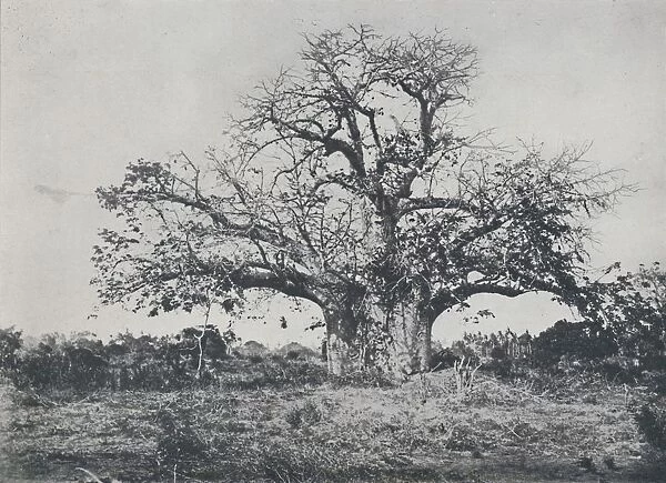 Baobab-Tree, 1924. Artist: John Kirk