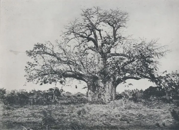 Framed Print : Baobab-Tree, 1924. Artist: John Kirk Framed Print : Baobab-Tree, 1924. Artist: John Kirk