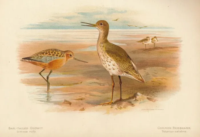Framed Print : Bar-Tailed Godwit (Limosa rufa), Common Redshank (Totanus), 1900, (1900). Artist: Charles Whymper Framed Print : Bar-Tailed Godwit (Limosa rufa), Common Redshank (Totanus), 1900, (1900). Artist: Charles Whymper