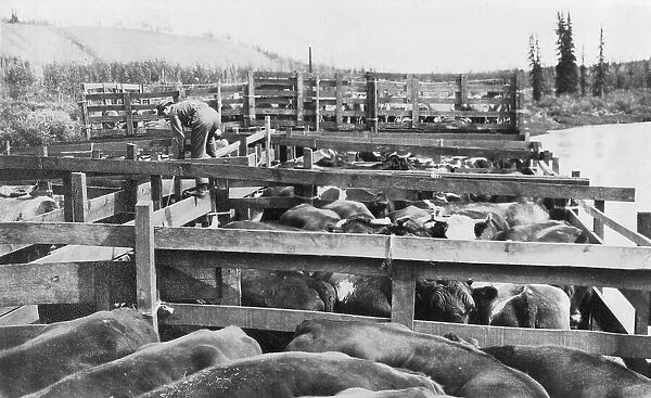 Barge of cattle, between c1900 and 1916. Creator: Unknown