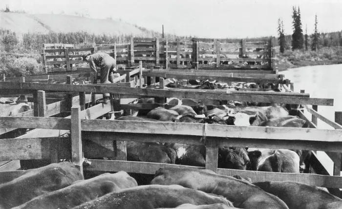 Framed Print : Barge of cattle, between c1900 and 1916. Creator: Unknown Framed Print : Barge of cattle, between c1900 and 1916. Creator: Unknown