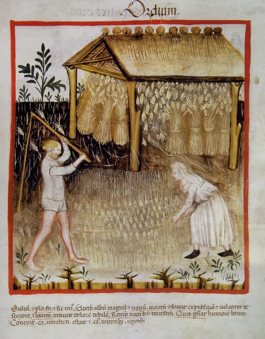 Framed Print : Barley, 14th century. Creator: Unknown Framed Print : Barley, 14th century. Creator: Unknown