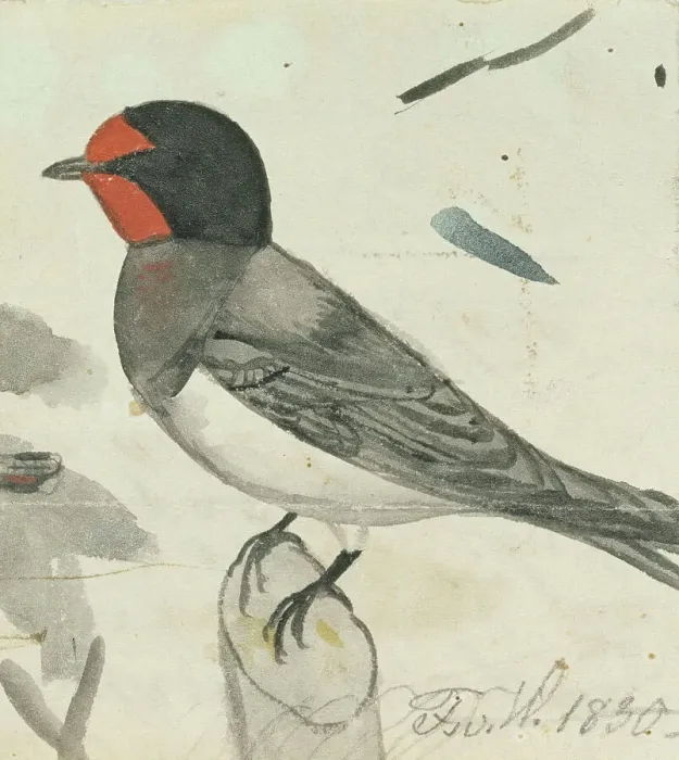 Framed Print : Barn Swallow, 1830. Creator: Ferdinand von Wright Framed Print : Barn Swallow, 1830. Creator: Ferdinand von Wright