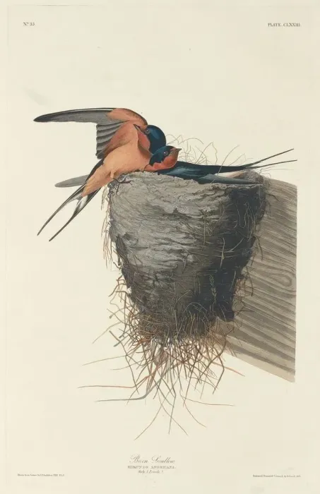 Framed Print : Barn Swallow, 1833. Creator: Robert Havell Framed Print : Barn Swallow, 1833. Creator: Robert Havell