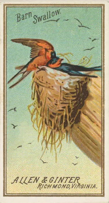 Framed Print : Barn Swallow, from the Birds of America series (N4) for Allen &amp