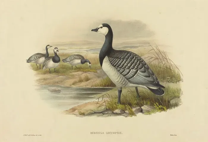Framed Print : Barnacle Goose (Bernicla Leucopsis). Creators: Joseph Wolf, HC Richter Framed Print : Barnacle Goose (Bernicla Leucopsis). Creators: Joseph Wolf, HC Richter